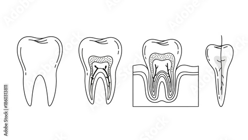 3d dental molar icon vector illustration of a healthy human tooth on white background for medical dentistry and hygiene care design