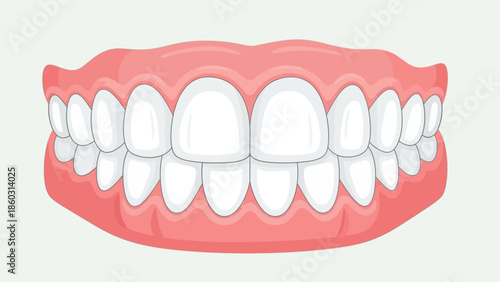 A healthy smile featuring a medical dental model with white teeth and pink gums used for oral hygiene care by a dentist in a dentistry or medical healthcare setting
