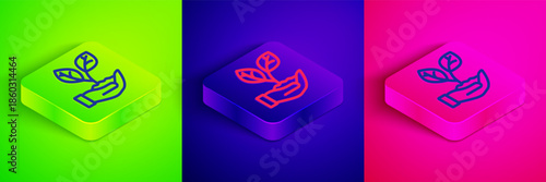 Isometric line Hand hold a leaf of the plant icon isolated on green, blue and pink background. Care nature. Leaf shoots with environmental protection. Square button. Vector