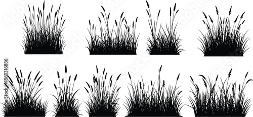 Set of black grass silhouettes, marsh reeds, and wild field plants, vector illustration collection isolated on white background for nature design