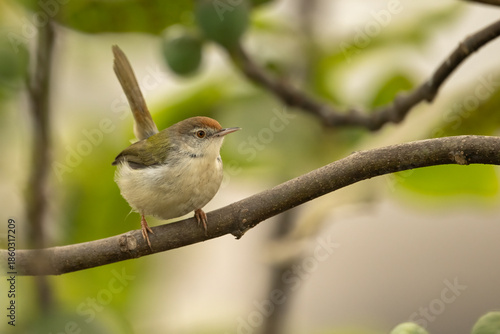 An elegant shot of a Common Tailorbird moving across a horizontal fig branch, with the characteristic 