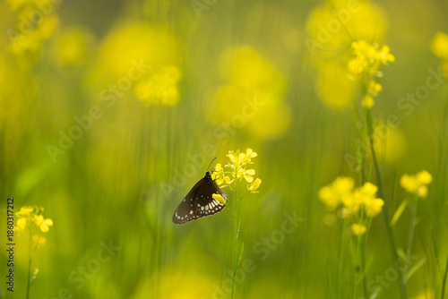 Authentic nature encounter showing a Common Crow butterfly pollinating yellow mustard flowers in a lush, humid environment.
