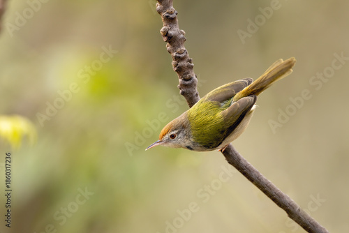 Close-up view of a Common Tailorbird perched on a green stem, with high-contrast lighting defining its small, agile body.