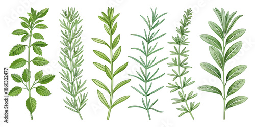 Variety of green herbs and plants with different leaves