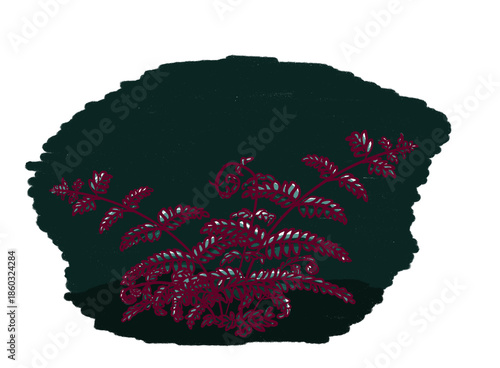 Mystical fern plant associated with Ivan Kupala night and midsummer legends, folklore illustration.