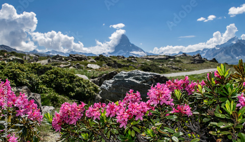 Rhododendron with the Matterhorn in the background
