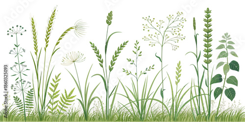 Variety of wild grasses and plants in a natural setting