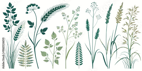 Variety of wild grasses and plants in green hues on white