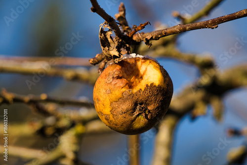 autumn leaves on a tree