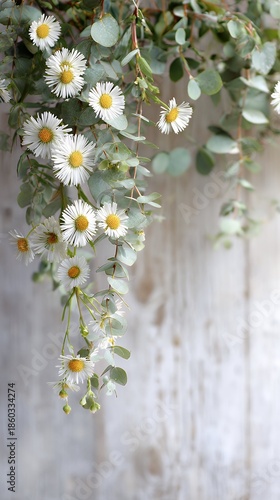 Cascading Daisies and Eucalyptus