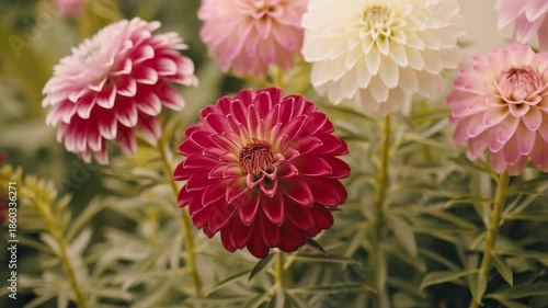 Soft Sunlight Highlights Layered Petals Of Colorful Dahlias Softly Moving In Gentle Breeze