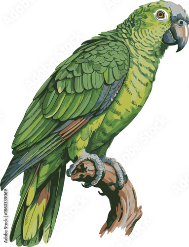 blue and yellow macaw