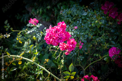 Close-up of bright pink rose blossoms in a sunny garden