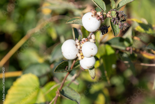 Close-up of ripe white snowberries (Symphoricarpos) on an autumnal shrub