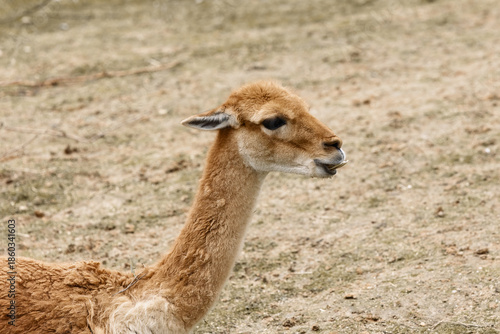 Andean Vicuña in the Foreground Against a Blurred Natural Background
