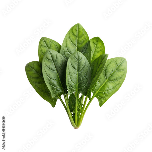 Fresh Spinach Leaves Bouquet on Transparent Background
