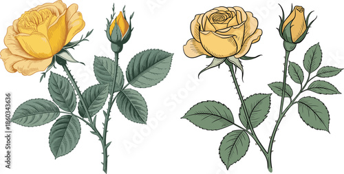 Yellow rose flowers botanical vector illustration, blooming roses with buds and leaves vintage floral design isolated white background