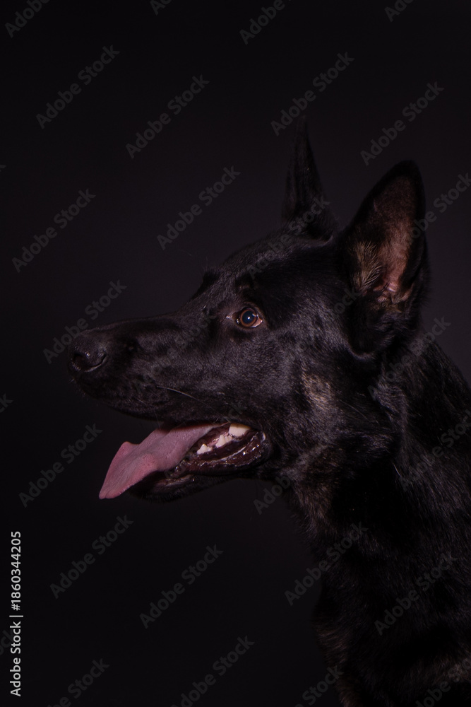 custom made wallpaper toronto digitalThe picture shows a German Shepherd Dog (GSD).