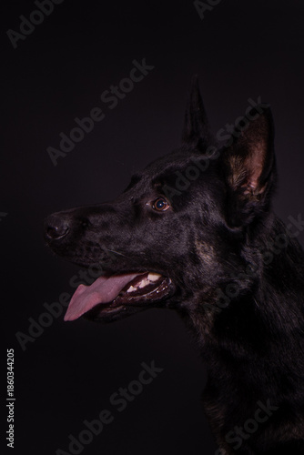 Wallpaper Mural The picture shows a German Shepherd Dog (GSD). Torontodigital.ca