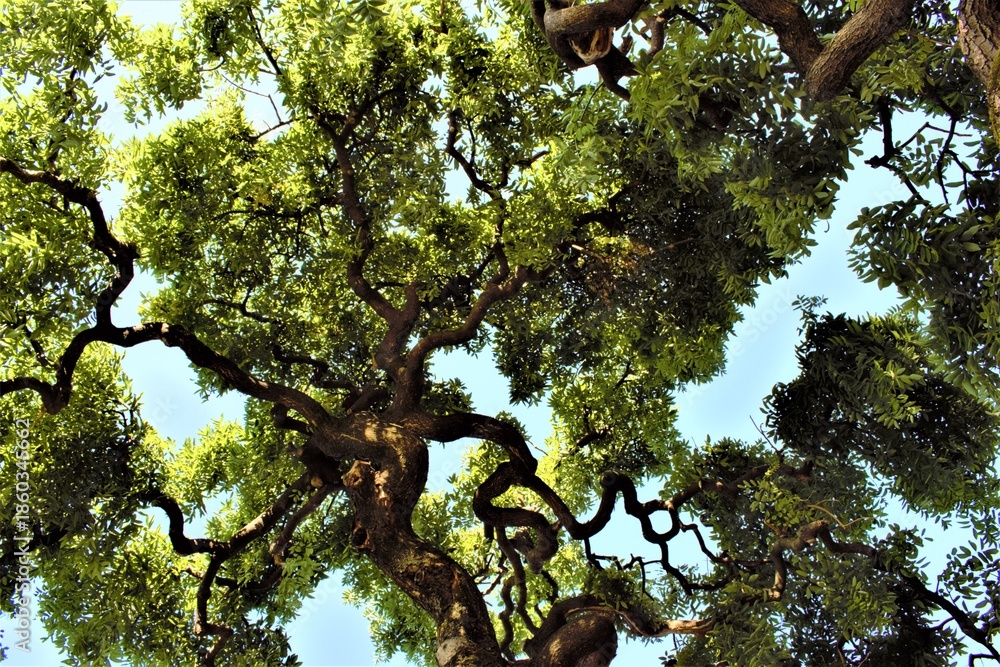 Fototapeta premium Tree in the sky