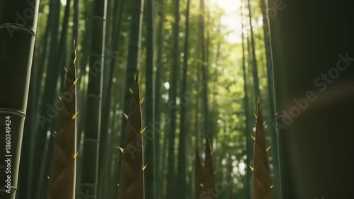 Bamboo Forest with Sunlight Filtering Through.