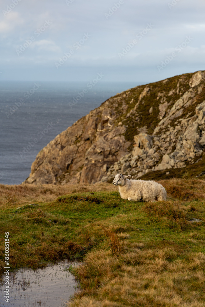 Naklejka premium sheep on the irish coastline