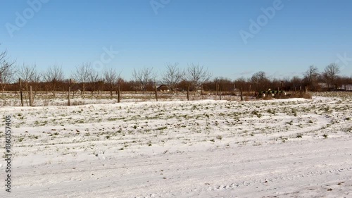 Panoramic view of a snowy field with a line of bare fruit trees in the background. A slow pan revealing the cold rural countryside scenery