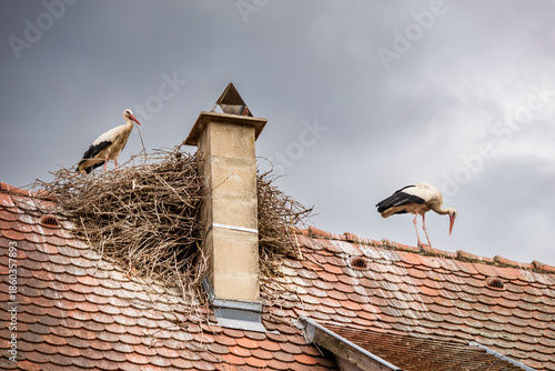 stork on nest