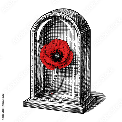 Preserved red poppy flower displayed in glass monument  
