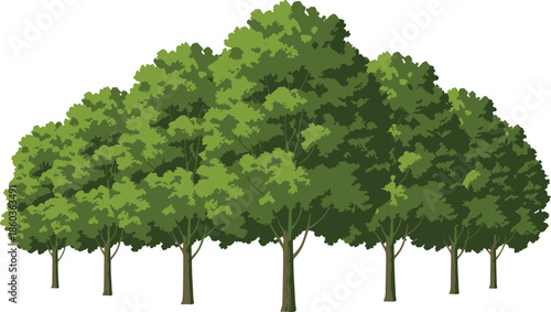 Dense green forest trees illustration with layered foliage canopy, deciduous woodland landscape background isolated on white vector nature scenery