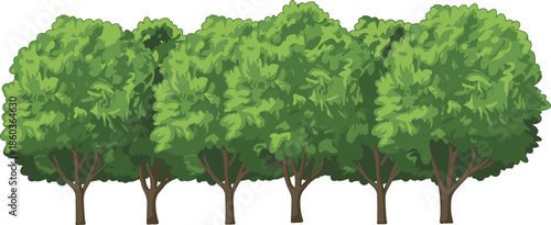 Seamless deciduous tree row illustration with lush green foliage canopy forming natural forest border isolated on white vector background