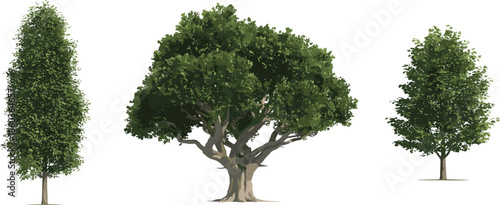 Realistic deciduous tree collection illustration featuring tall columnar tree, wide spreading oak, and medium leafy tree isolated on white background