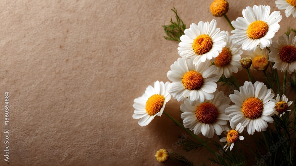 Obraz premium Flat lay of fresh white chamomile flowers with yellow centers arranged on a textured beige paper background with soft natural lighting style.