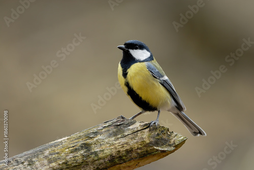 Great tit, Parus major sitting on wood in forest, close up. Blurred light background