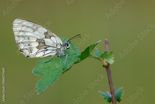Marbled white butterfly, Melanargia galathea sitting on leaf, close up. Isolated on a natural green background