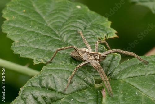 Nursery web spider, Pisaura mirabilis on leaf. Profile, close up	