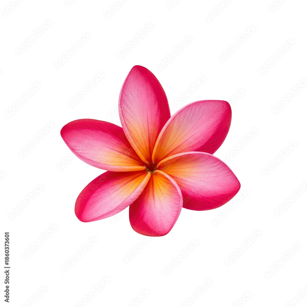Fototapeta premium Pink Frangipani Flower Isolated