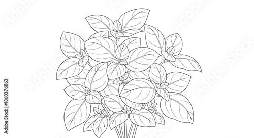 A detailed line art illustration of a fresh basil plant, showcasing its numerous aromatic leaves, perfect for culinary and botanical design themes.