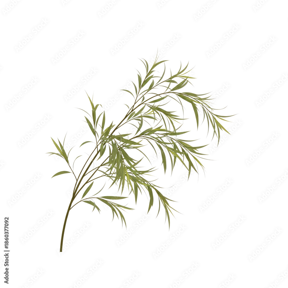 Fototapeta premium Light Green Leaves and Branch