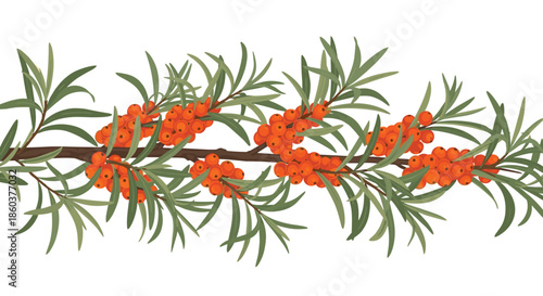 Branch of sea buckthorn with bright orange berries and green leaves on a white background, perfect for botanical illustrations or healthy food themes.