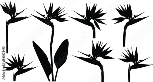 Set of black Strelitzia flower silhouettes, tropical Bird of Paradise plant vector illustration collection, isolated design elements for summer nature graphic art.
