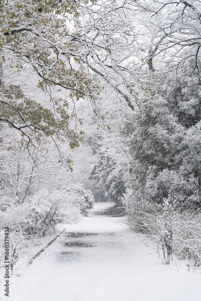 Fototapeta premium 雪化粧の小石川植物園