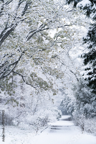 Wallpaper Mural 雪化粧の小石川植物園 Torontodigital.ca