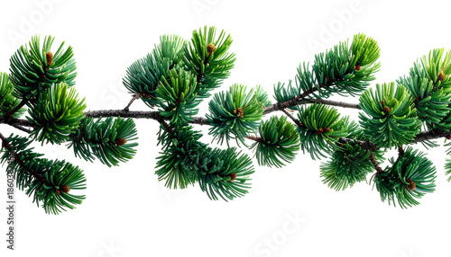 A sprig of evergreen needles, green and vibrant, extending horizontally, isolated on black