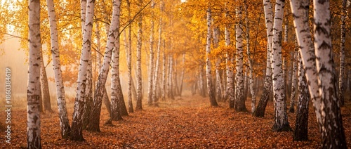 A scenic path winds through...