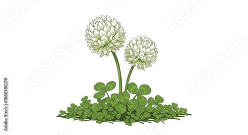 Delicate and detailed illustration of two white clover flower heads with a patch of green three-leaf and four-leaf clovers.