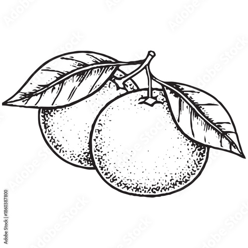 Two Oranges with Green Leaves Attached.