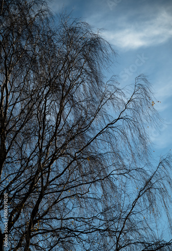 Big tree in an autumn.