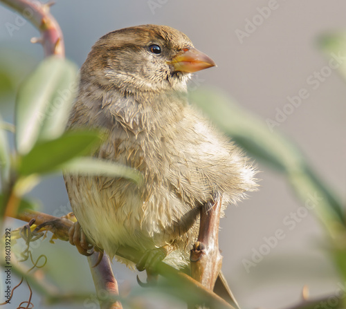 Haussperling im Baum