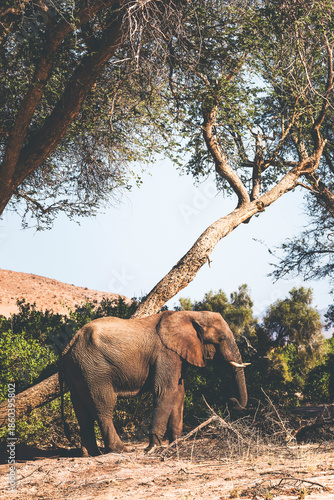 elephant scretching by a tree in damaraland, namibia